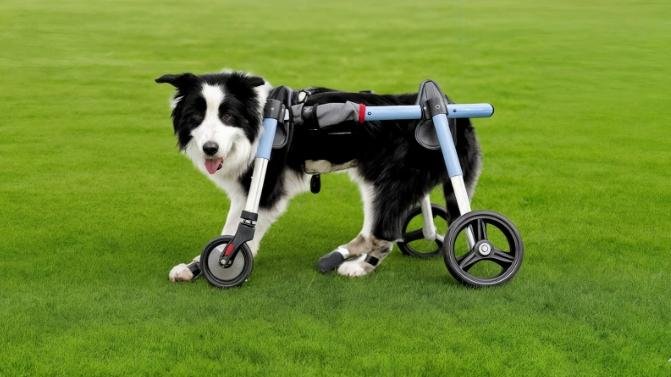 Petstrot Unveils Innovative Dog Wheelchairs for Pet Owners