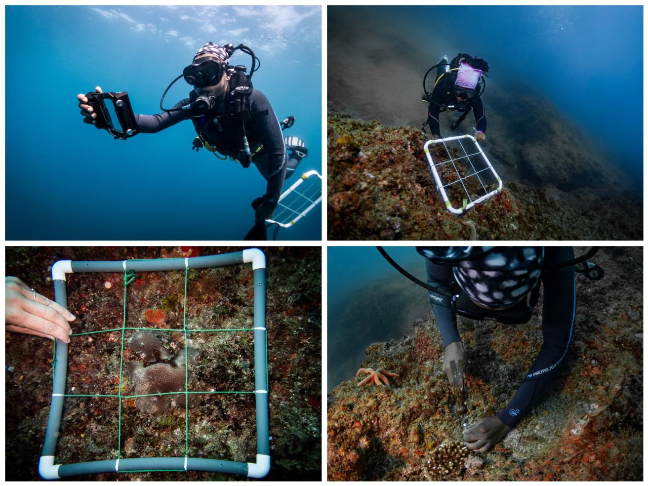 Love The Oceans researcher identifying coral colonies underwater with backlit smartphone screen